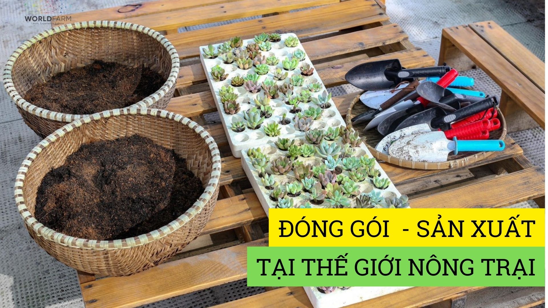 Trồng cây sen đá mang về