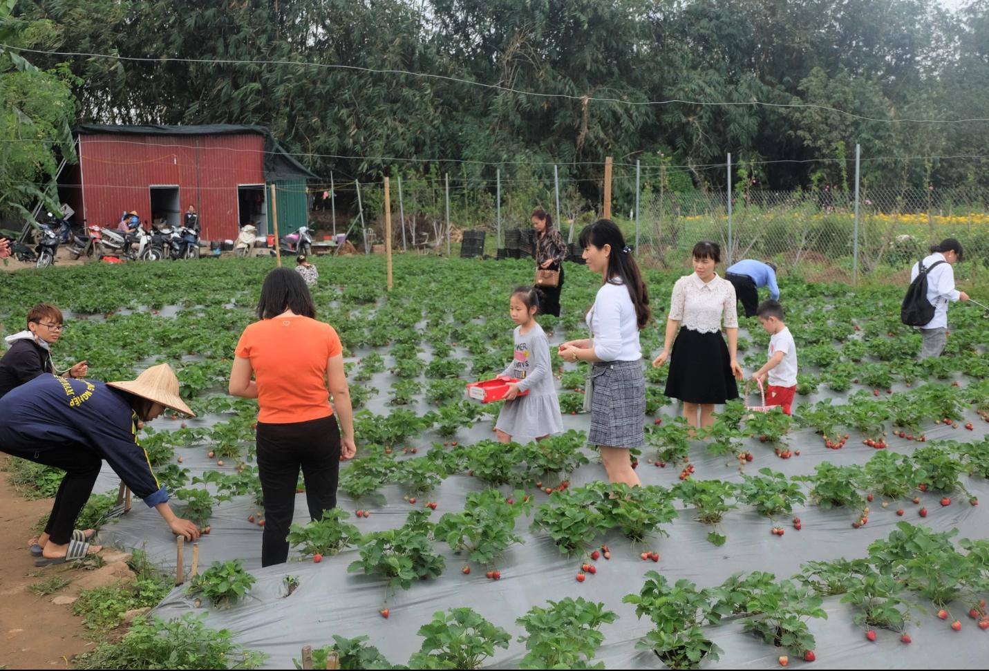 Trang trại giáo dục Chimi Farm Hà Nội